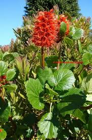 Image result for Greyia sutherlandii