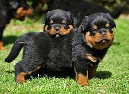 By cole (cape town, south africa) hi there. Cute Baby Rottweiler Puppies Via Dog Lovers Gallery Ift Tt Flickr