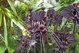 Wadula garden professional gardening and landscaping services. Beautiful Kandyan Home Garden In Sri Lanka Picture Design Ideas