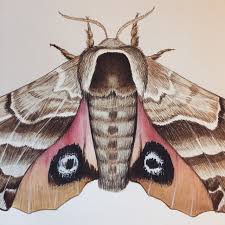 We did not find results for: Jada Fitch Illustration One Eyed Sphinx Moth