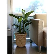 The brilliant colours and unusual appearance of the flowers have made it exceptionally popular as a cut flower. Faux Bird Of Paradise Tree Wayfair