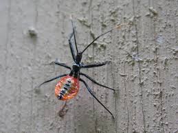 Caterpillars can survive up to 10 seconds. Assassin Bug Hgtv