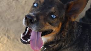You have just found out that the black colored dog is dominant over the brown colored dogs. 10 Dog Breeds With Blue Eyes
