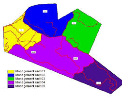 Image result for Trichoneura grandiglumis