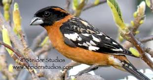 Orange Breasted Bird With Black And White Wings Black Headed Grosbeak Nature Bird Photography Blank Greeting Card Beautiful Photography Nature Bird Photography Nature Birds