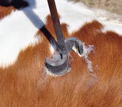 We did not find results for: Texas Longhorn Cattle Management Tips Dickinson Cattle Co