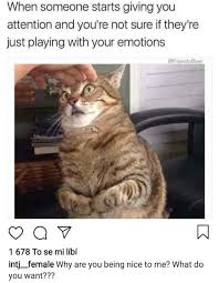 Intj Female Meme Funny Funny Animal Memes Funny Cat Pictures Funny Cat Memes