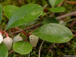 Image result for Galenia procumbens
