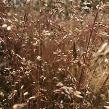 Image result for Avenella flexuosa