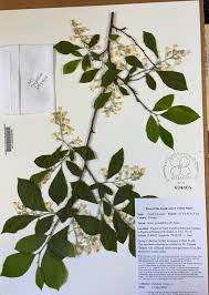 Image result for Grewia schmitzii