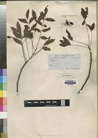 Image result for Zanha golungensis