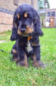Black And Tan Cocker Spaniel For Sale Near Me Pin Van Emma Richardson Op Cocker Spaniels Spaniel Pups Mooie Honden Cocker Spaniel