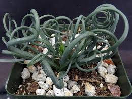 Image result for Albuca sp. no. 1