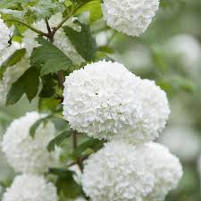 Jungpflanzen lassen sie erst einmal in ruhe wachsen. Viburnum Opulus Roseum Echter Schneeball Cremeweisse Balle