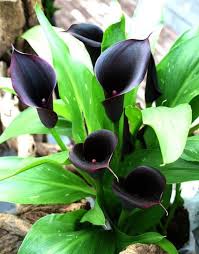 Kalla (zantadeschia aethiopica), oddiy karnaygul — kuchaladoshlar oilasiga mansub koʻp yillik manzarali oʻsimlik. Kalla Charming Garden Virtual Flowers Flowers