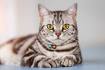 American Shorthair Cat Breed Information, Pictures ...