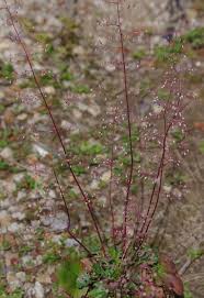 Heuchera Micrantha Alum Root Heuchera micrantha has 0 medicinal uses listed. heuchera micrantha alum root