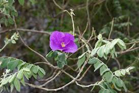 Image result for Zygophyllaceae