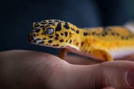 Best 50 Leopard Gecko Morphs Color List Pictures Everything Reptiles
