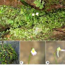 Image result for Utricularia striatula