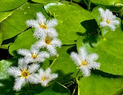 Image result for Nymphoides