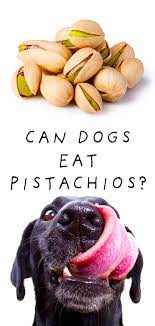 Can Dogs Eat Pistachios Are Pistachio Nuts Bad For Dogs