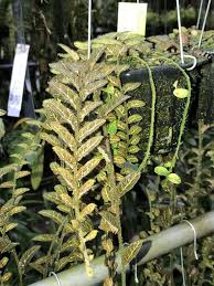 Image result for Solanum sp. A