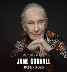 New York City Photos