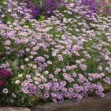 Image result for Eriospermum rautaneii