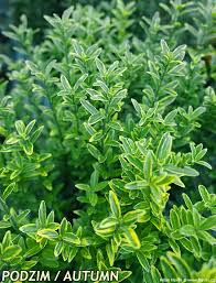 Image result for Eriocephalus microphyllus