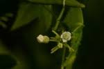 Image result for Zehneria minutiflora