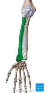 Nahtloser musterhintergrund des menschlichen skeleton knochens. Radius Speiche Anatomie Aufbau Gelenke Bander Kenhub