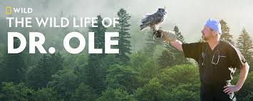 Fix excel is waiting for another application to complete an ole action. Watch The Wild Life Of Dr Ole Tv Show Streaming Online Nat Geo Tv
