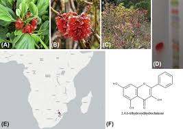 Image result for Greyia