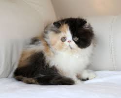 Bird Safe Cat Collar Canada Alfenloch Cookie Jam Calico Female Persian Kitten With Images Persian Kittens Persian Cat Himalayan Kitten