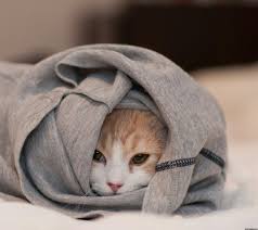 pin on puppies kittens