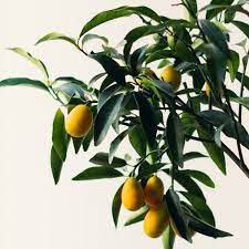 These popular, compact types of indoor trees can add a pretty punch of green and instant tropical appeal to your home. 9 Best Low Light Indoor Fruit Trees To Grow At Home
