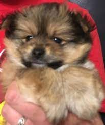 Paperanian Puppy For Sale In Stokesdale Nc Adn 37694 On Puppyfinder Com Gender Male Age 6 Weeks Old Papillon Puppy Papillon Puppies For Sale Puppies