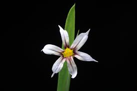 Image result for Sisyrinchium micranthum