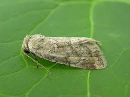 Image result for Photedes minima