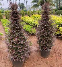 Image result for Lophacme parva