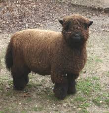 Miniature Babydoll Southdown Sheep Babydoll Sheep Sheep Breeds Sheep