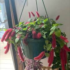 Image result for Acalypha