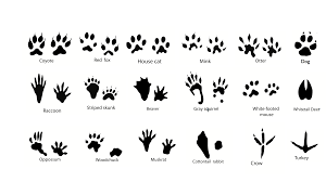 Tracks Animal Tracks Canadian Animals Animal Footprints