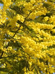 Scegli fra un'ampia gamma di scene simili. Acacia Dealbata Planting Pruning Care Including How To Grow In Pots