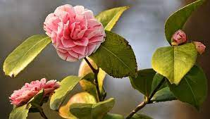 Azalea Flower Meaning Symbolism And Colors