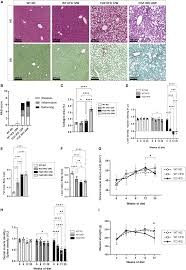 Image result for Pimpinella sp. A. of FZ 4: 594