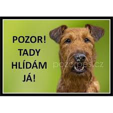 Image result for irský teriér