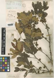 Image result for Memecylon sp. C