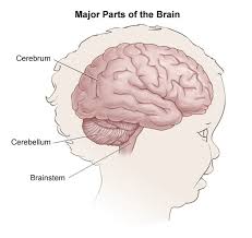 The location of the tumor: Brain Tumors In Children Symptoms Diagnosis And Treatment